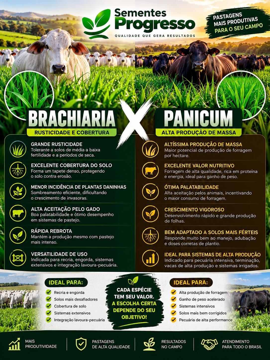 Ficha técnica de Híbrido Brachiaria × Panicum — Sementes Progresso
