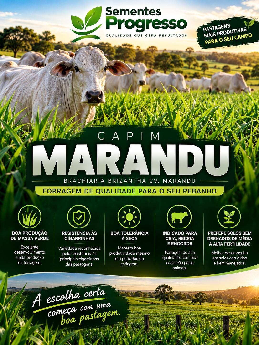 Ficha técnica de Marandu — Sementes Progresso